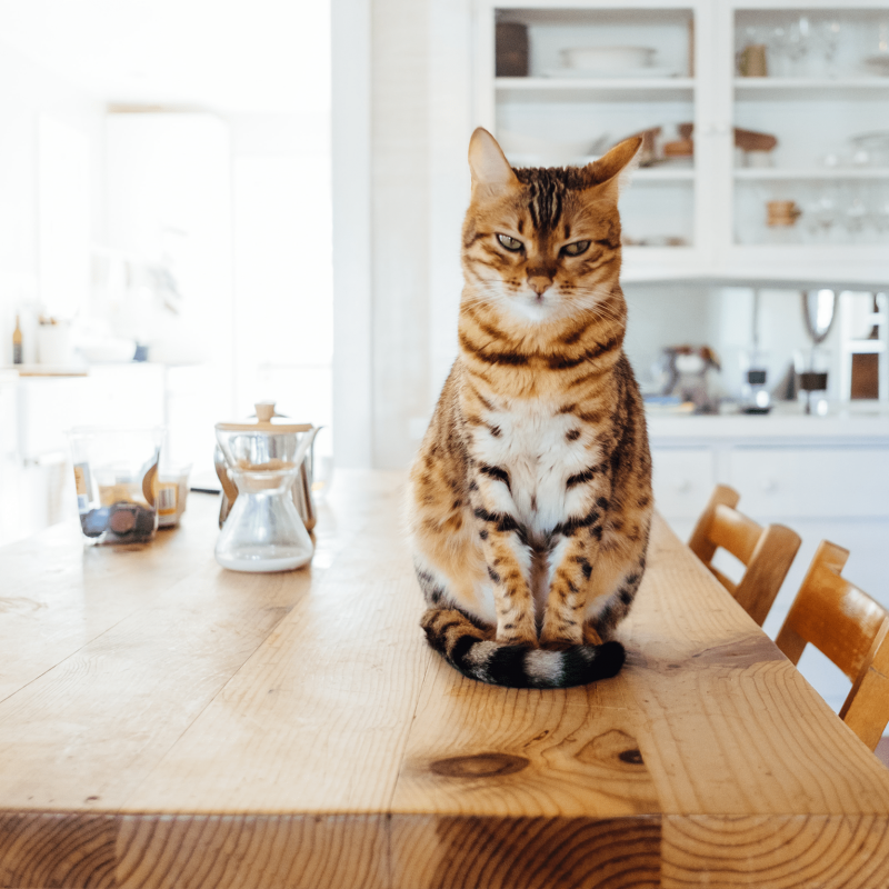 Working from home with pets